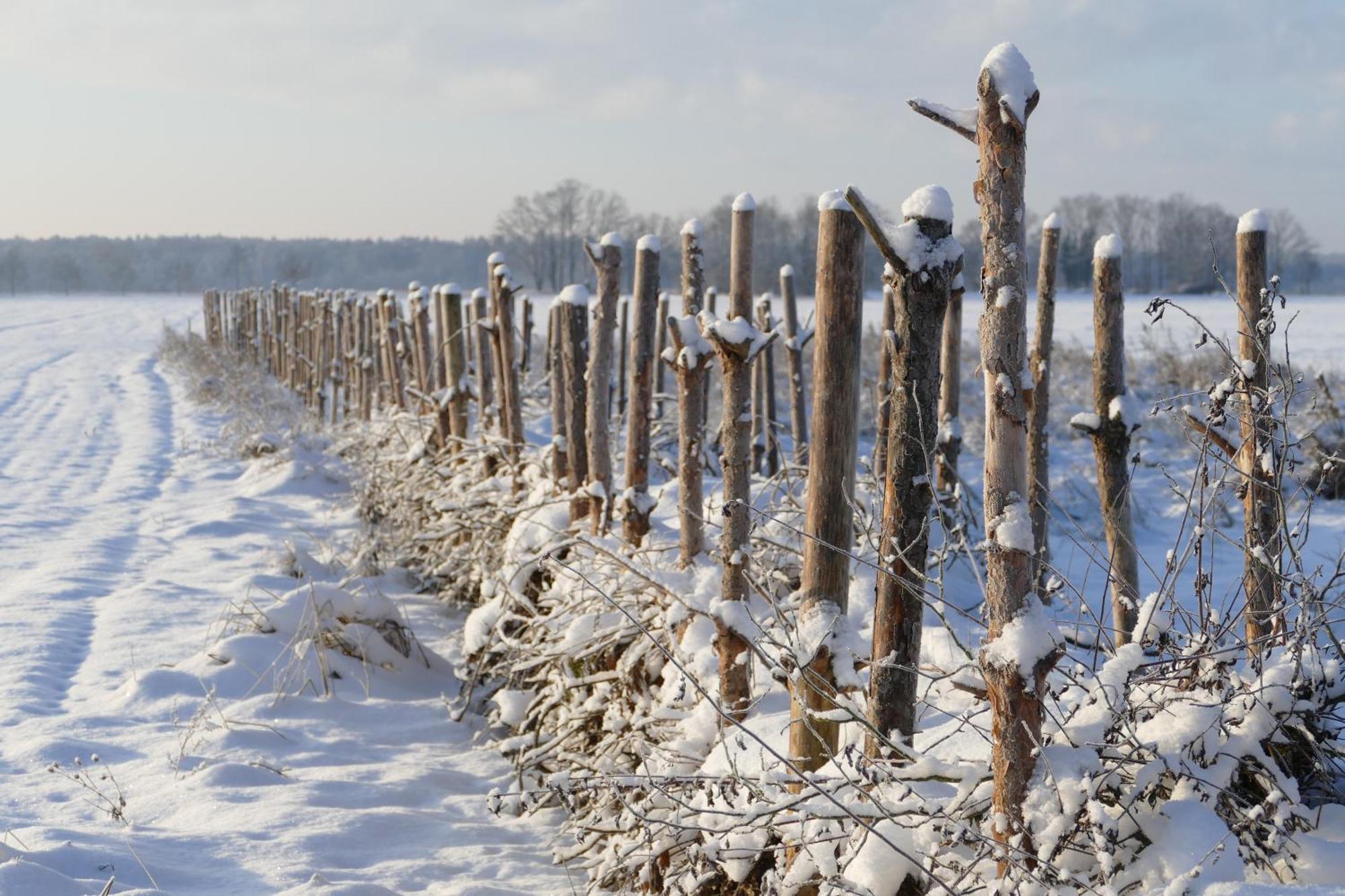Naturgarten Karlsfeld In Der Schoenen Lausitz Welzow Ngoại thất bức ảnh